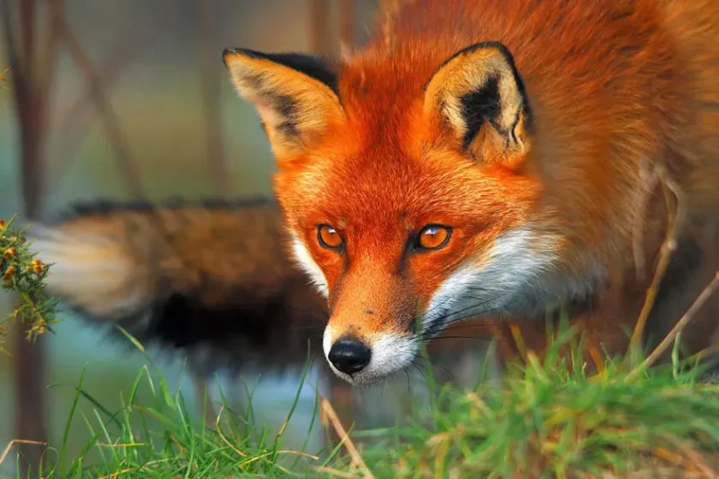 fox حیات وحش عربستان آژانس مسافرتی توران تراول